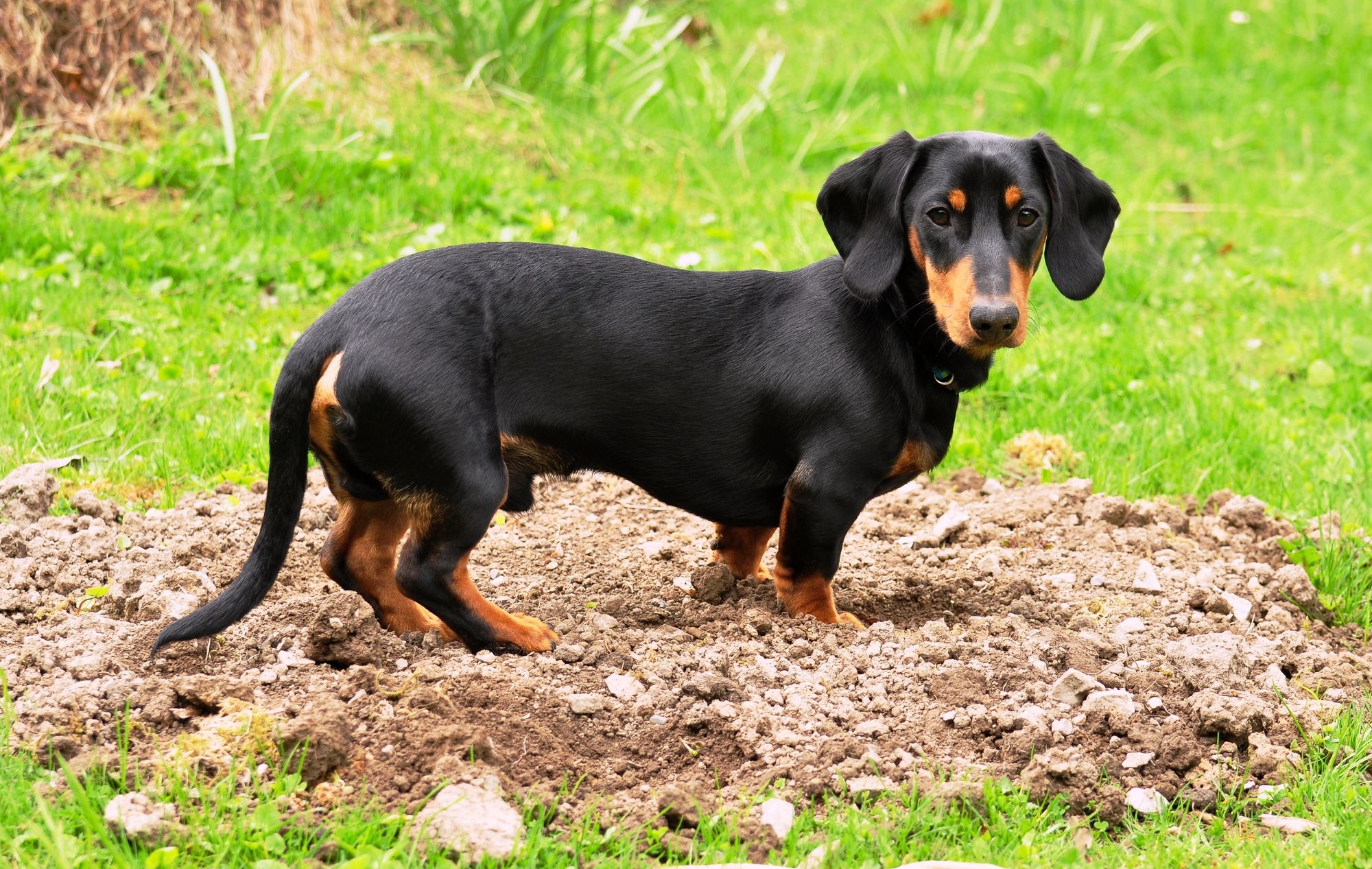 Are Dachshunds Easy To Potty Train