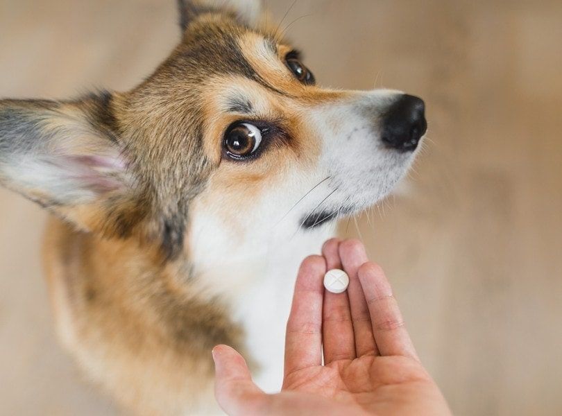 How to Give a Dog a Pill: A Stress-Free Guide