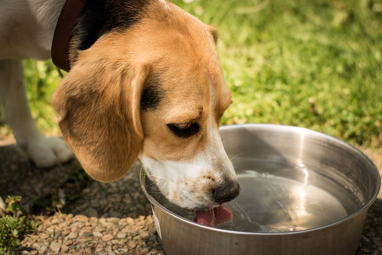 How to get my dog to drink water slower