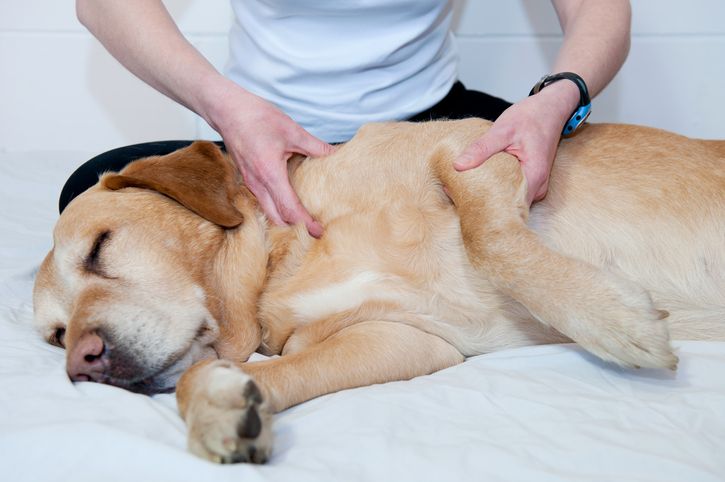 How to Help a Dog with Arthritis?