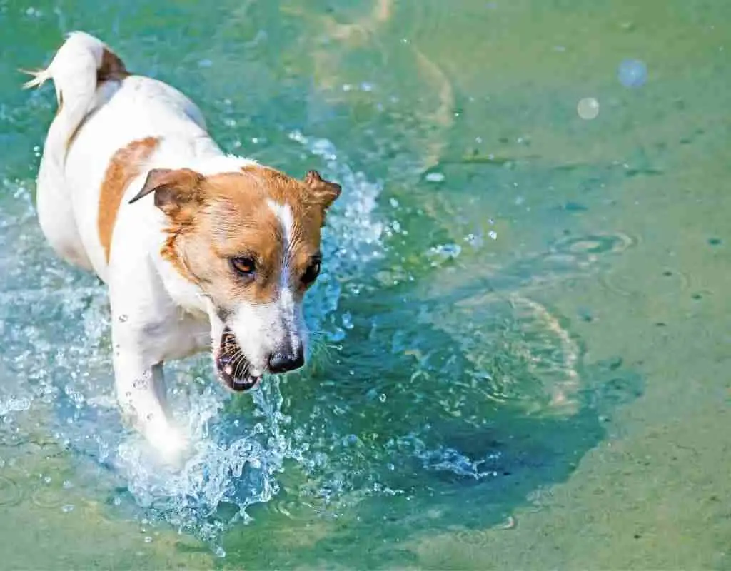Can Jack Russell Terriers Swim