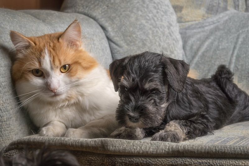 Are Miniature Schnauzers Good with Cats?