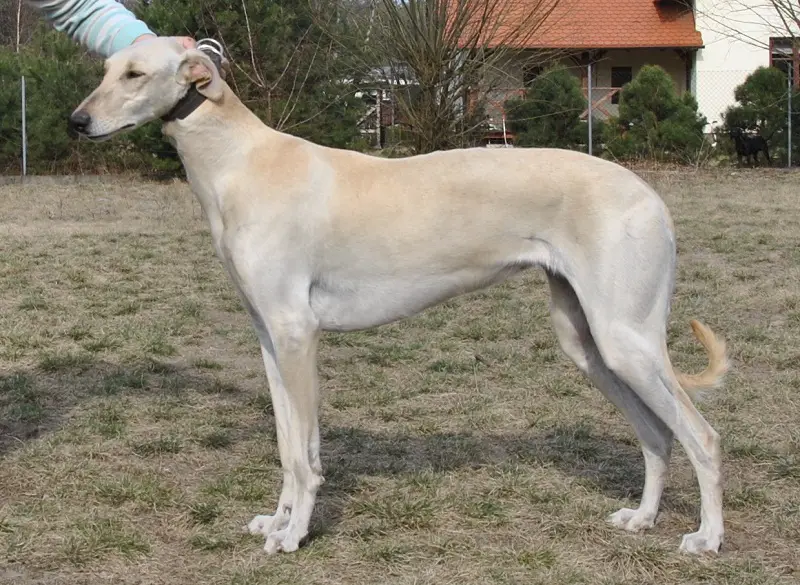 Polish Greyhounds