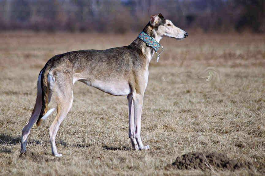 Polish Greyhounds