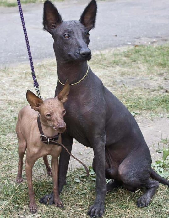 Hairless Dogs