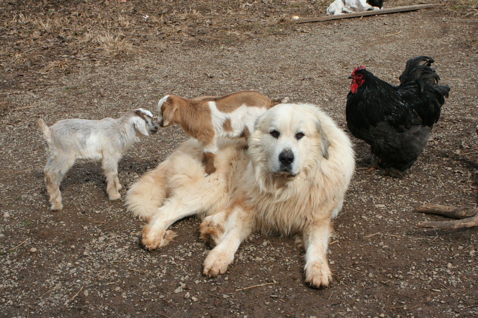 Great Pyrenees Protect Chickens