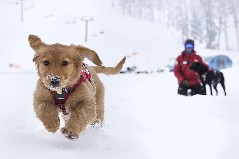 snow patrol dogs