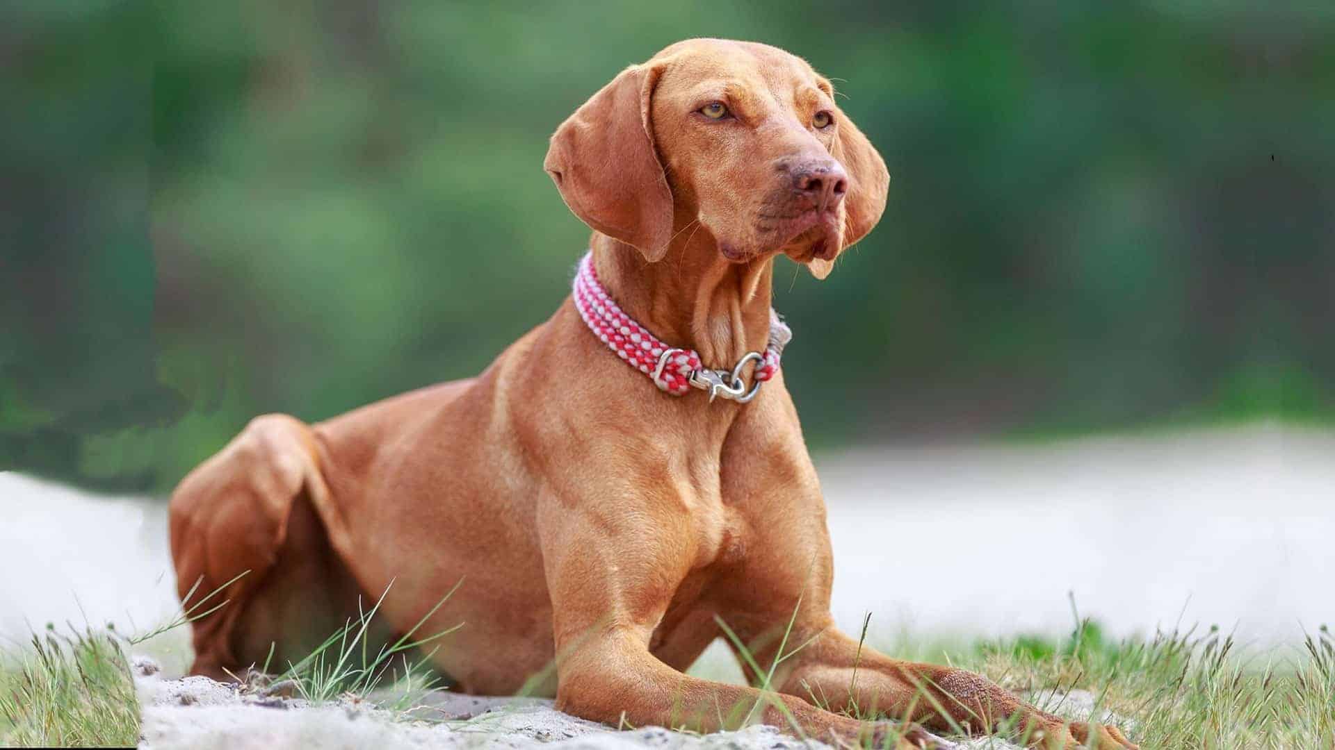 Vizsla