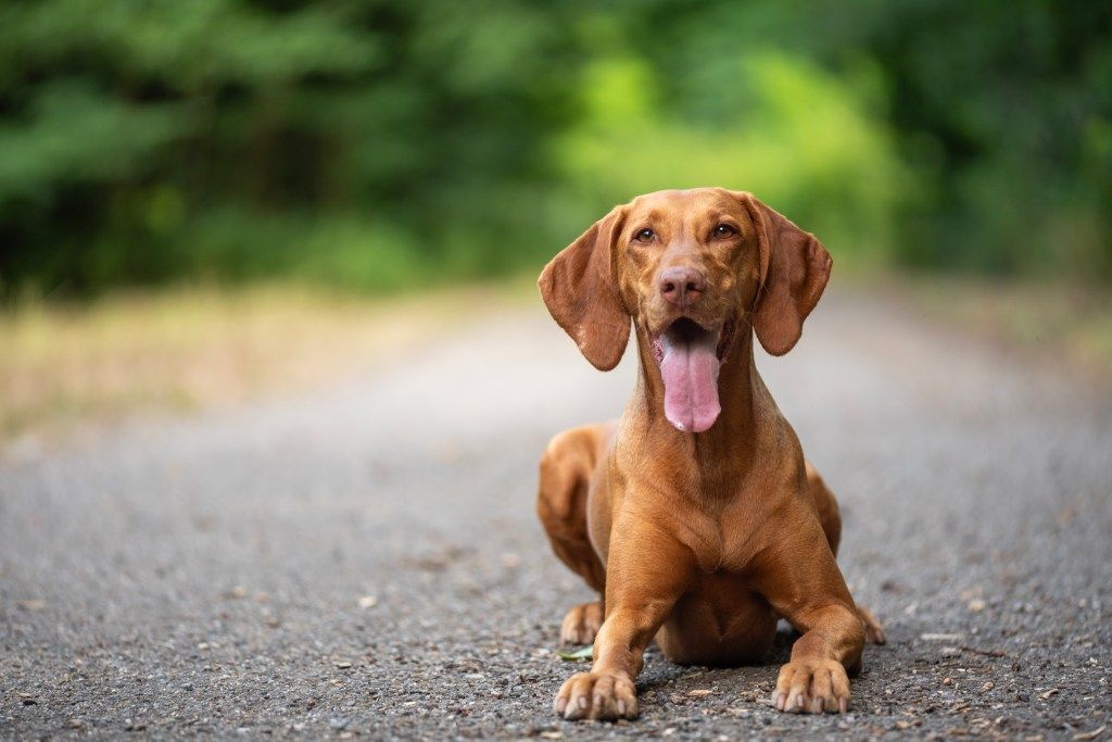 Emotional support 2024 dog vizsla