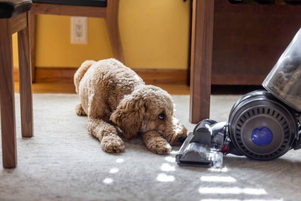 Why Do dogs dislike vacuums