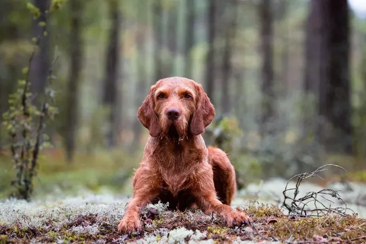 Wirehaired Vizsla dog in forest