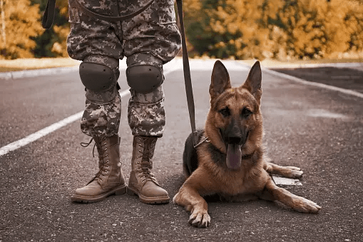 Army Dogs helps