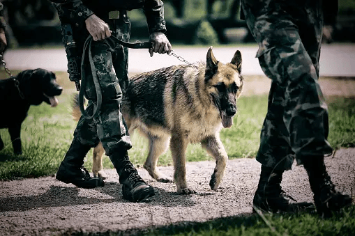 Army Dogs helps