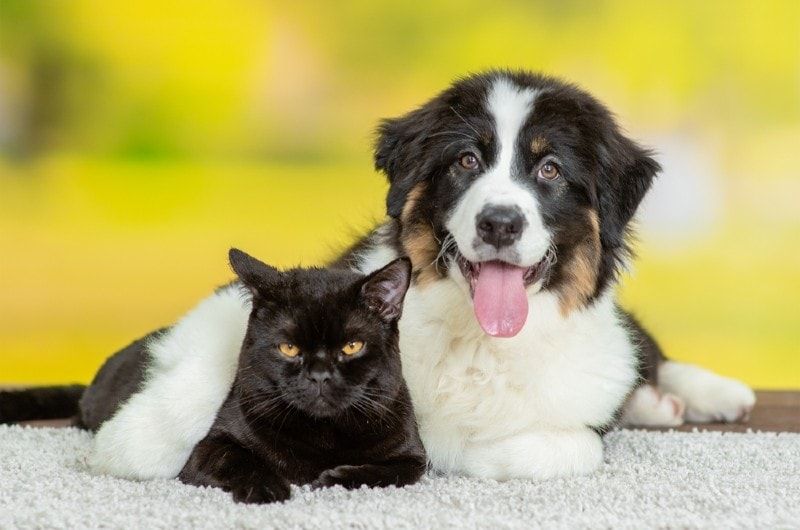 Are Australian Shepherds Good with Cats? A Comprehensive Guide