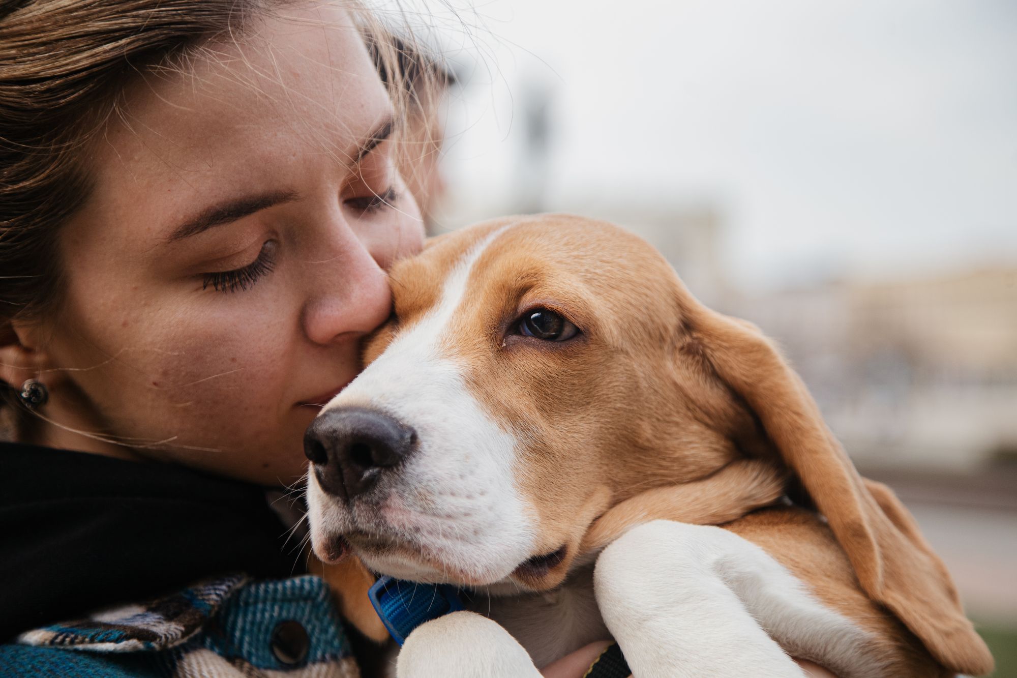 beagle for first time owner