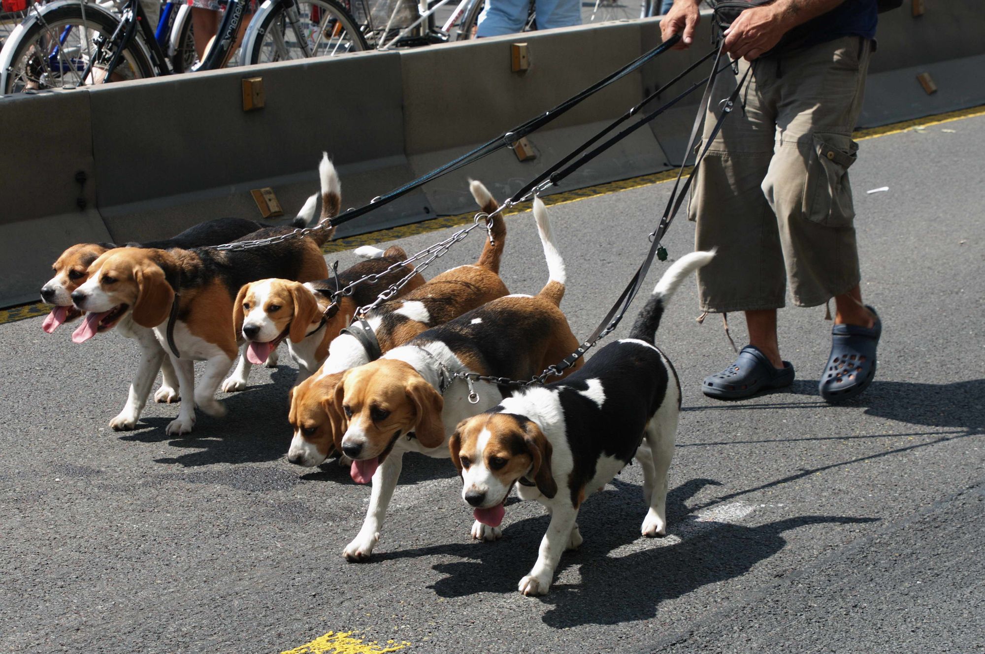 where do beagles come from