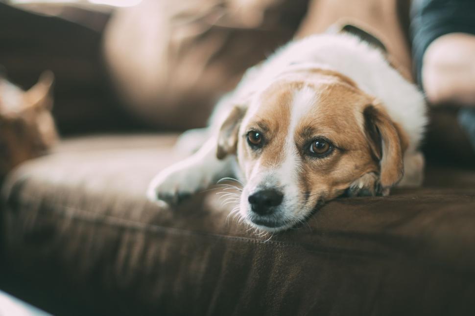 Are Beagles Hypoallergenic