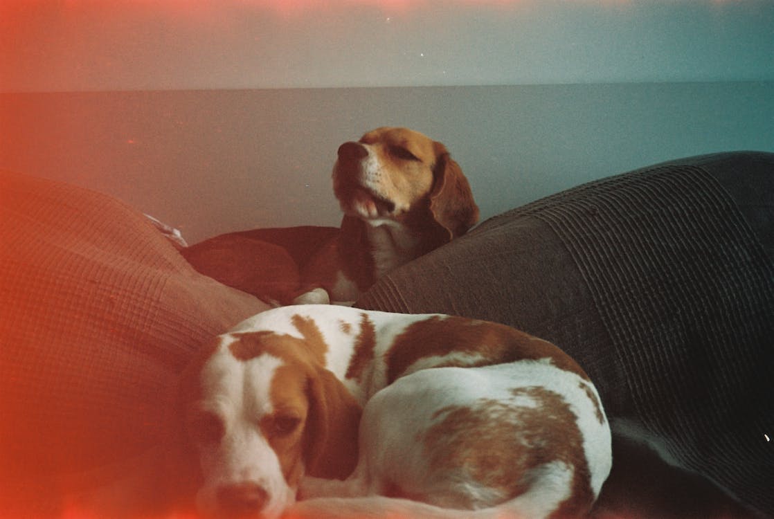 will beagles return home