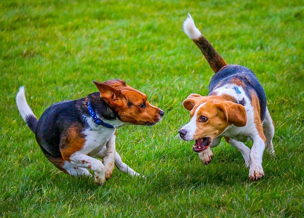 Are Beagle Dogs Aggressive