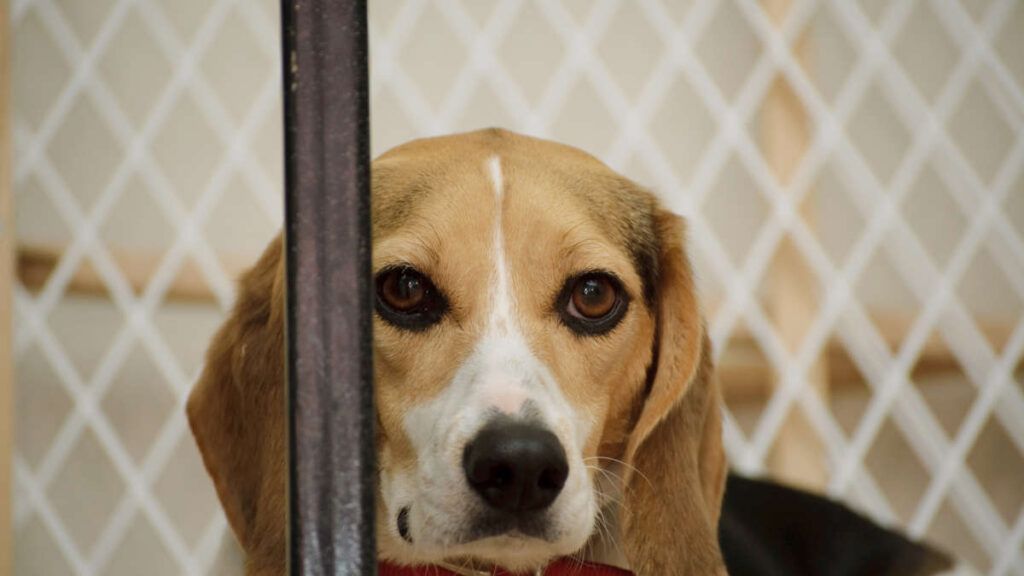 Are Beagles Good with Cats