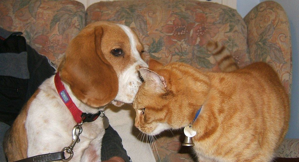 Are Beagles Good with Cats