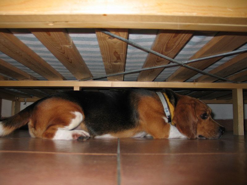 My dog sleeps on sale under the bed