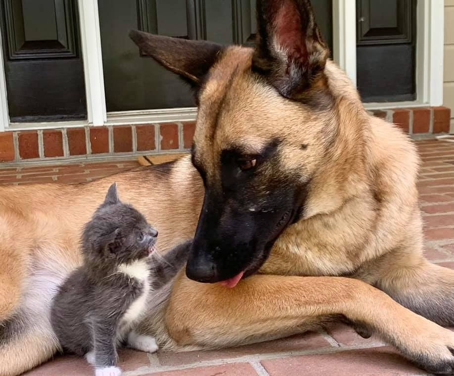 Belgian Malinois with Cat