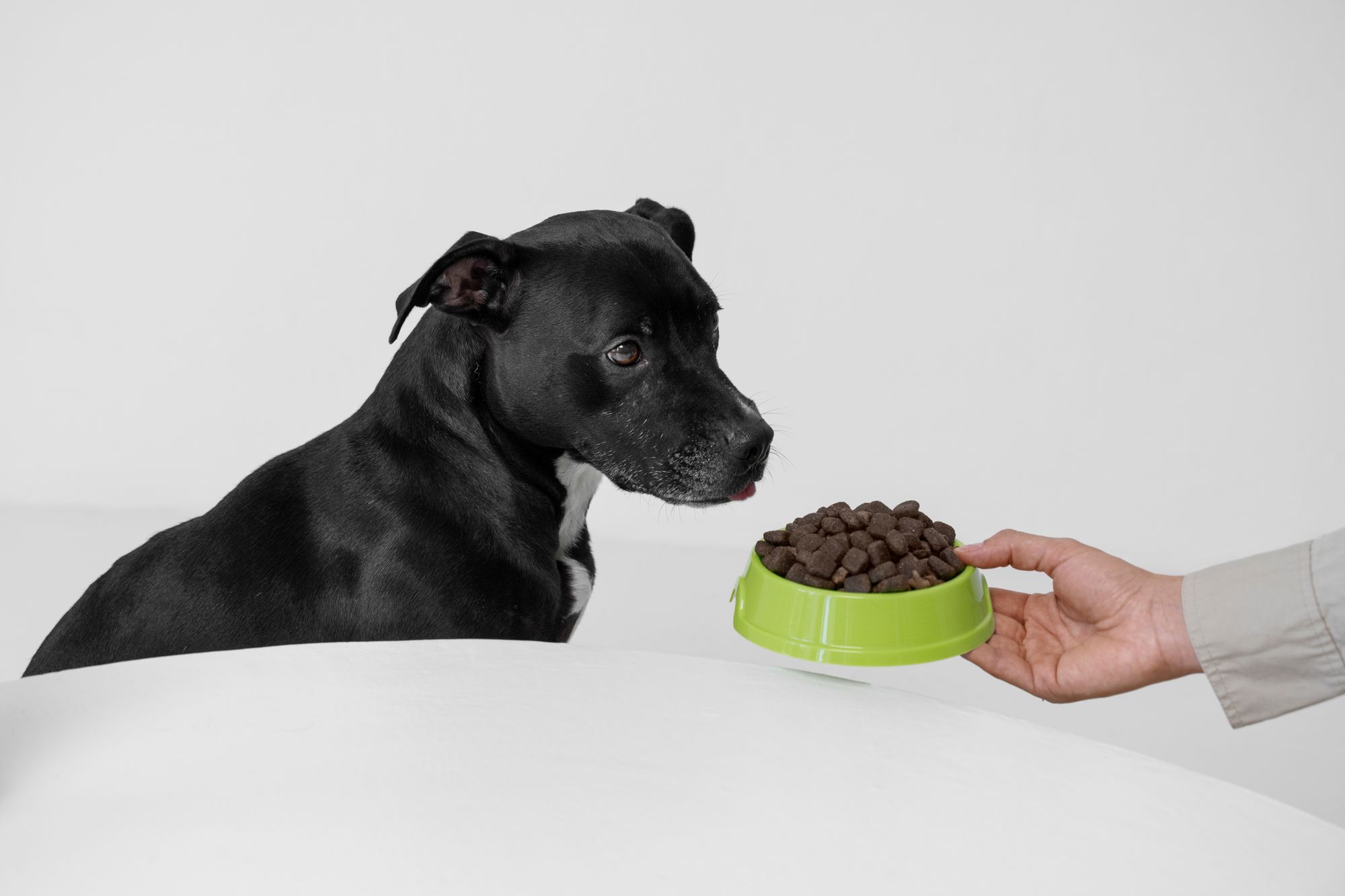 https://blog.tryfi.com/content/images/2023/10/best-bowls-for-small-dogs.jpg