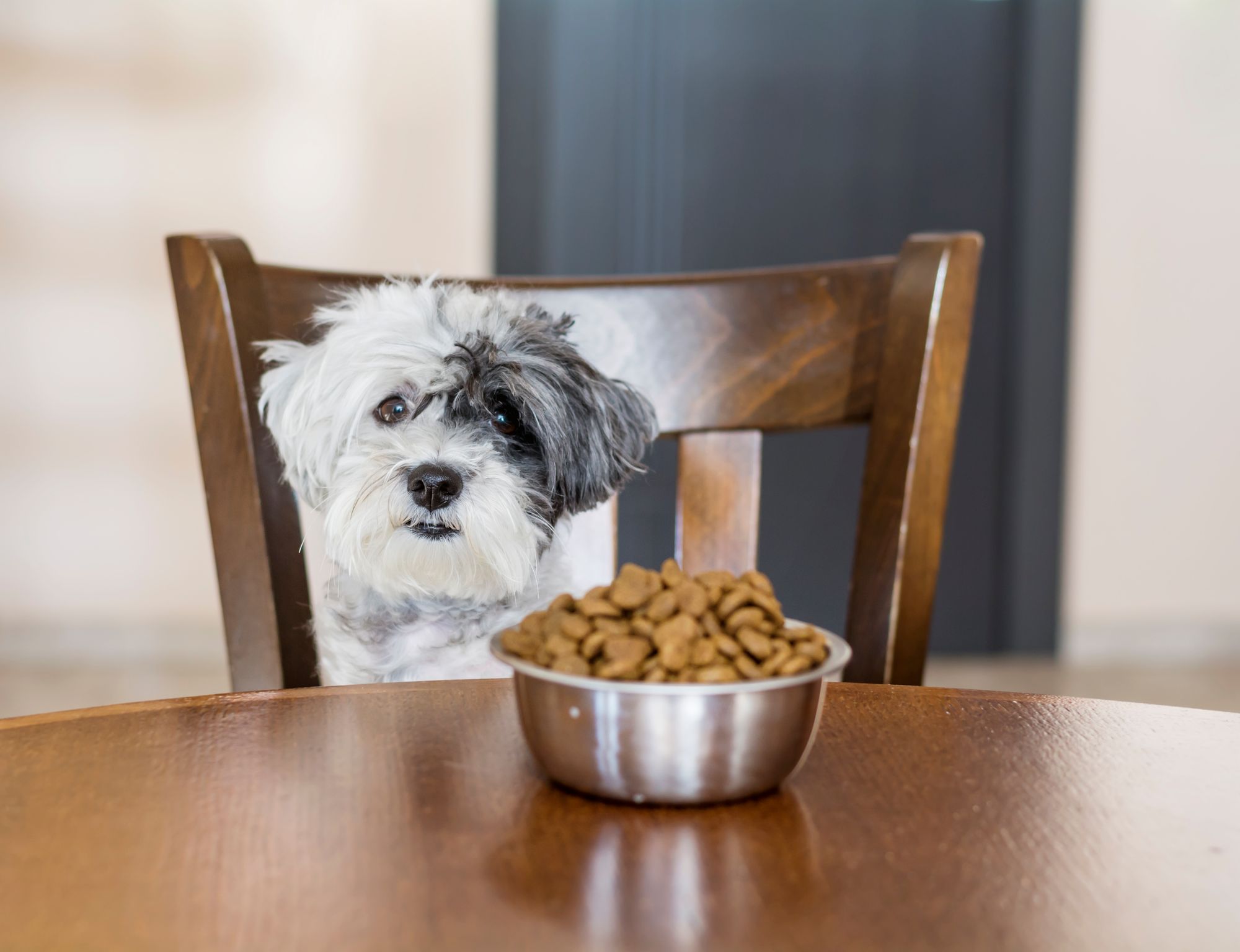 Best Bowls for Small Dogs