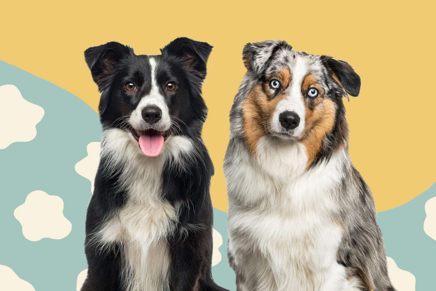 Australian Shepherd vs. Border Collie