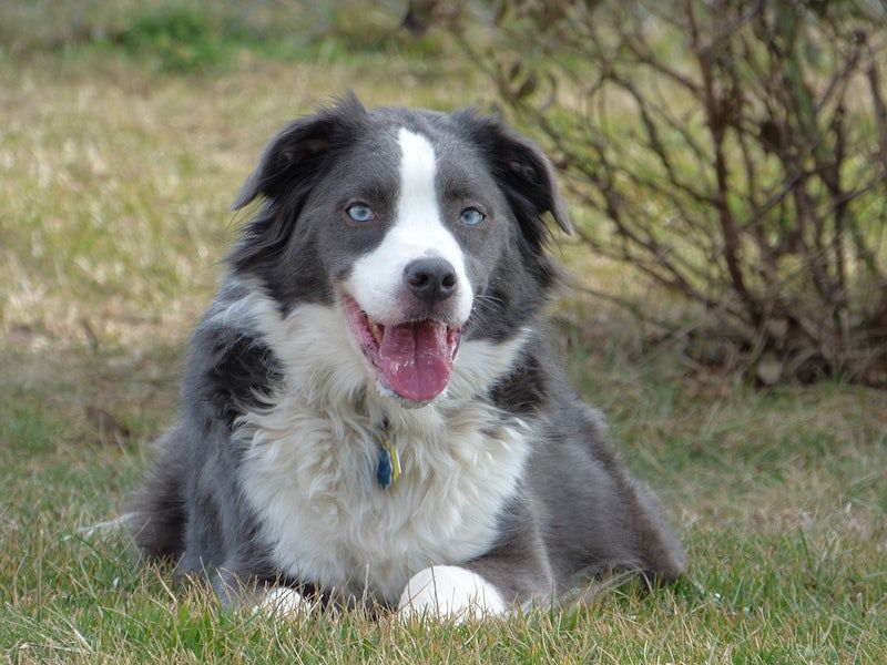Red Merle Border Collies