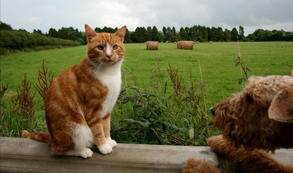 are labradoodle good with cats
