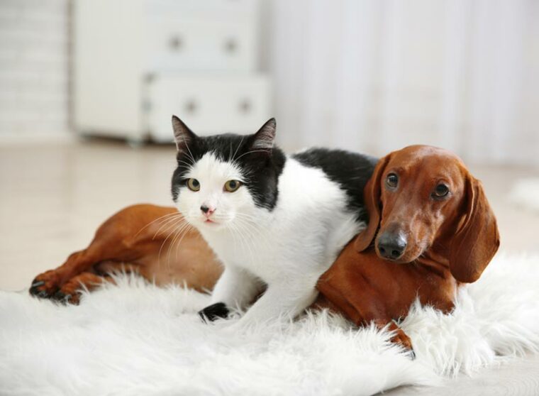 Are Dachshunds Good with Cats?
