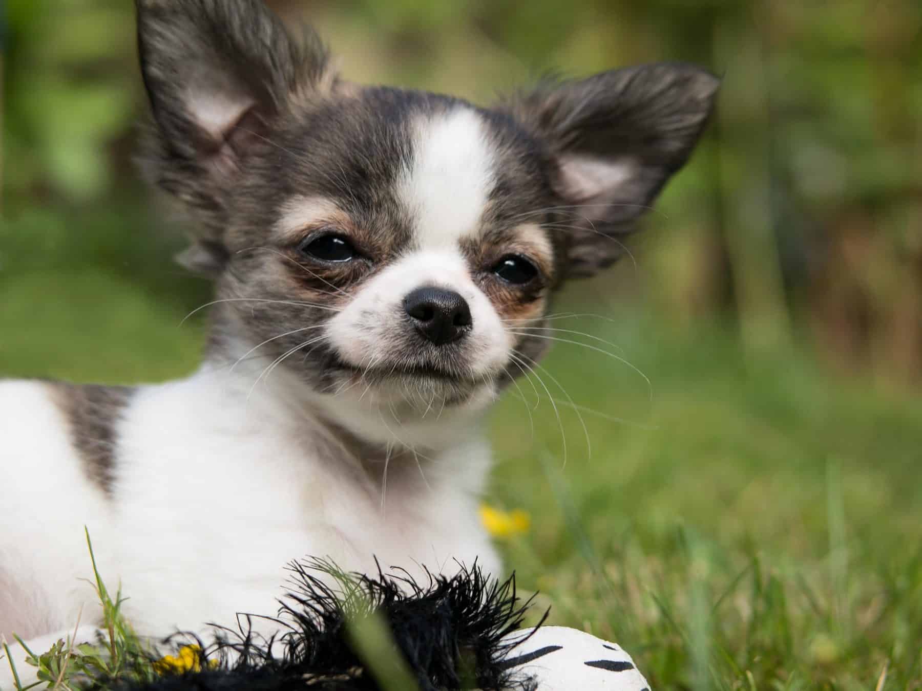 Training Your Chihuahua
