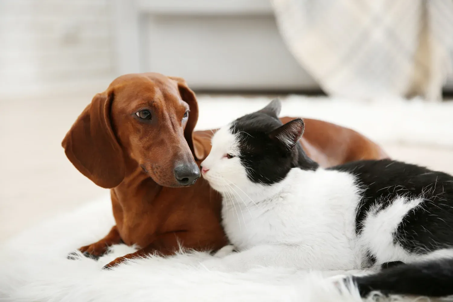 Are Dachshunds Good with Cats?