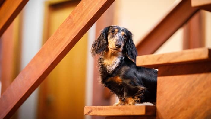 Can Dachshunds Climb Stairs?