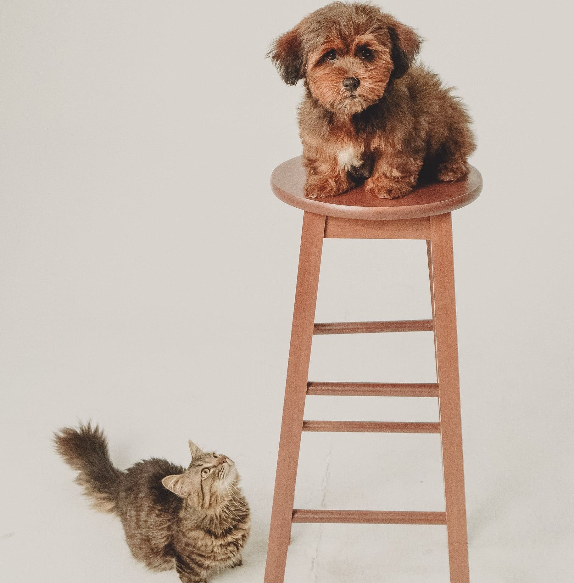 are labradoodle good with cats