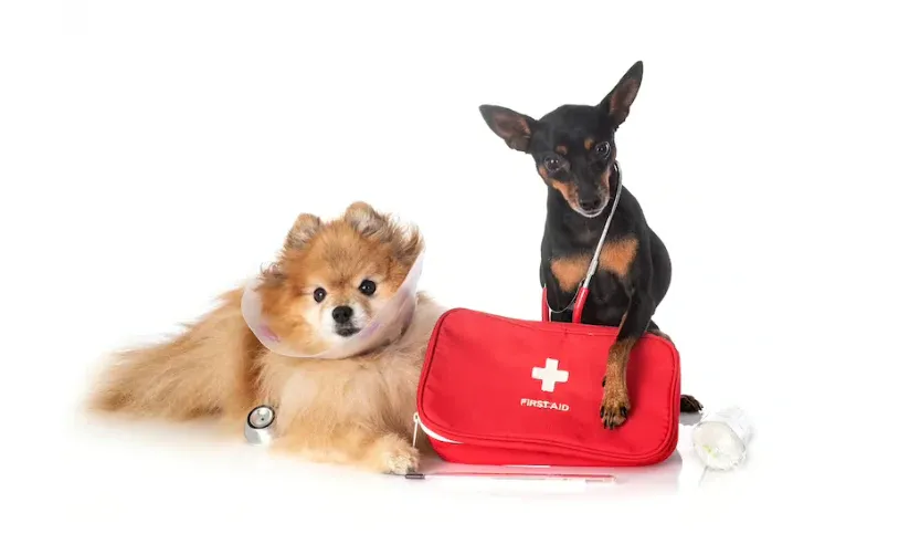 Create a Dog First Aid Kit