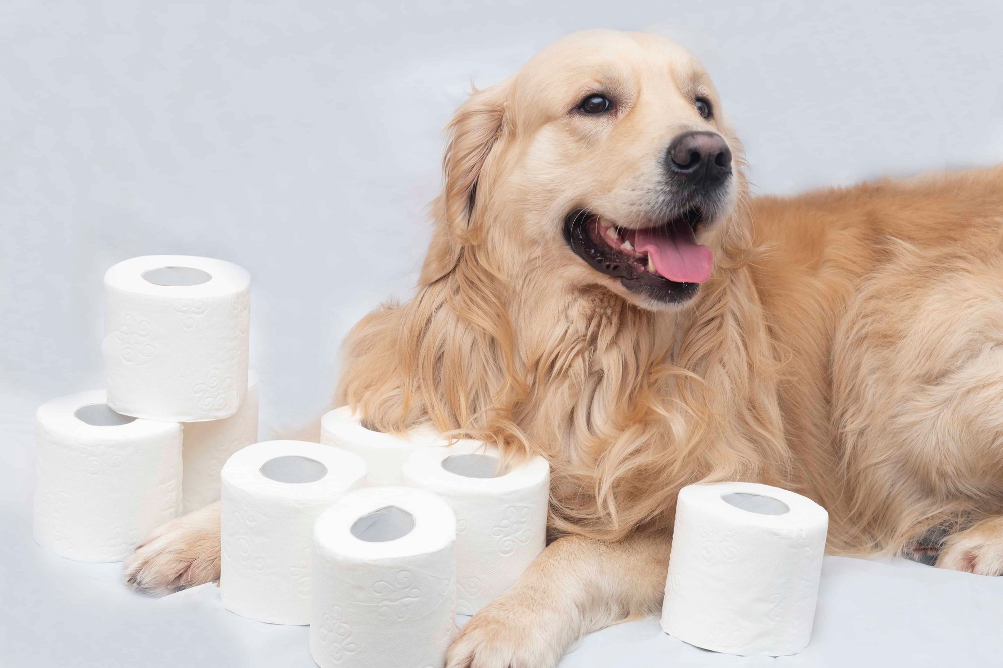Dog sitting with toilet papers