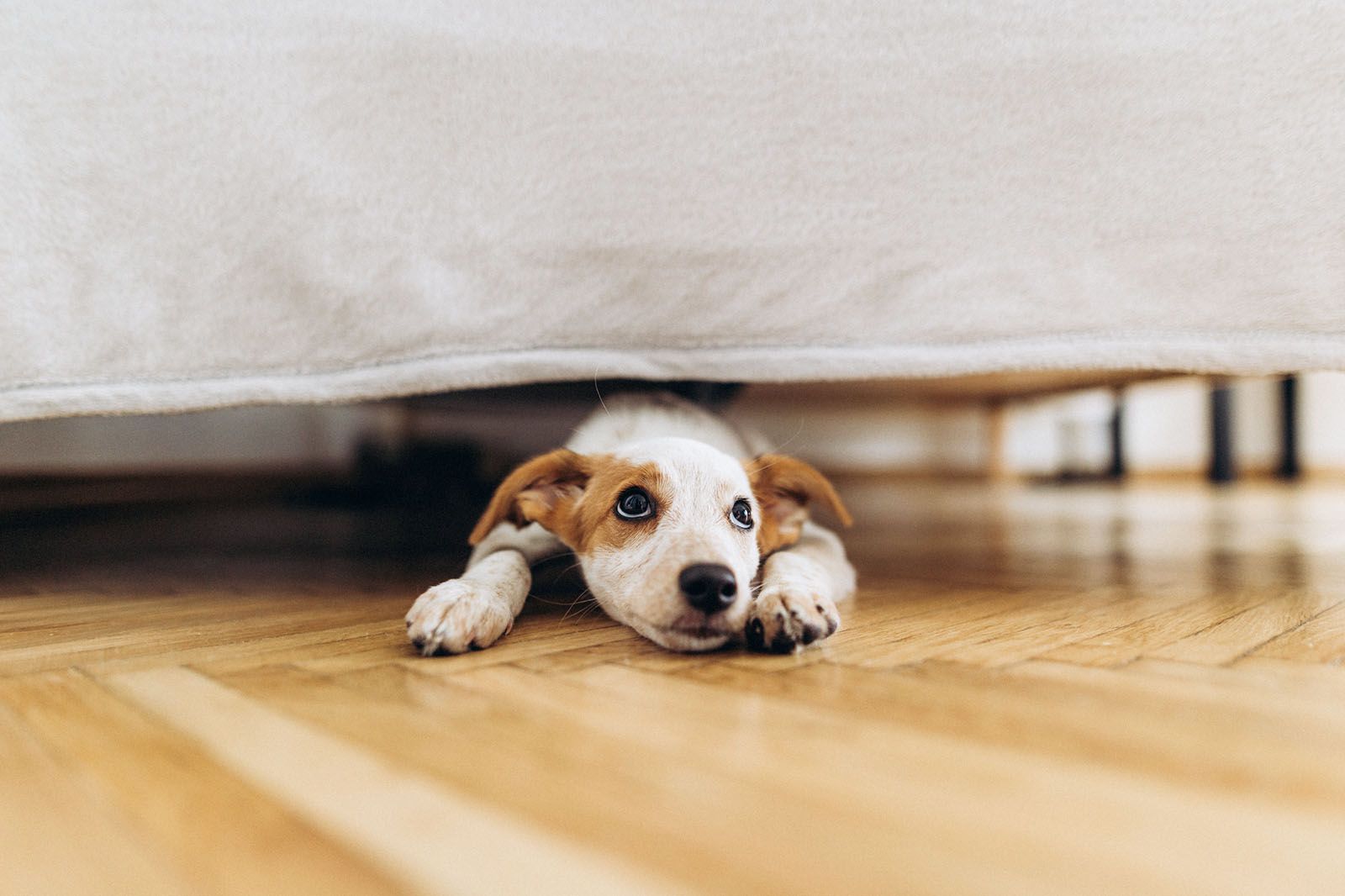 Dog Sleeping Under Bed