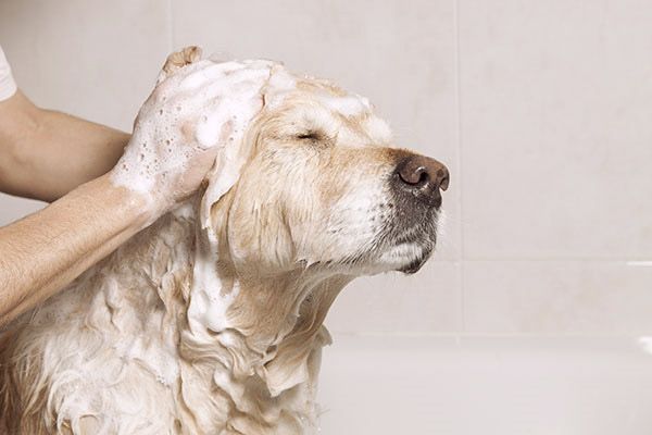 Bath to Get Sap Out of Dog's Fur
