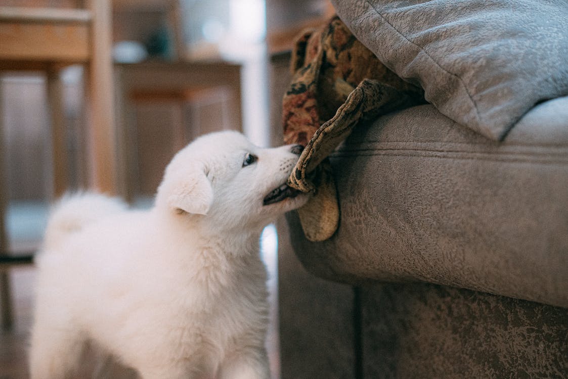 Why Do Dogs Lick Furniture and What Does it Mean?