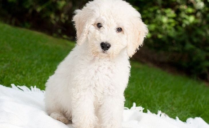 are labradoodle good dogs