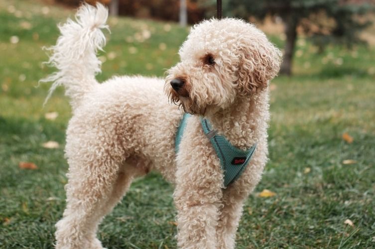 can labradoodles be akc registered