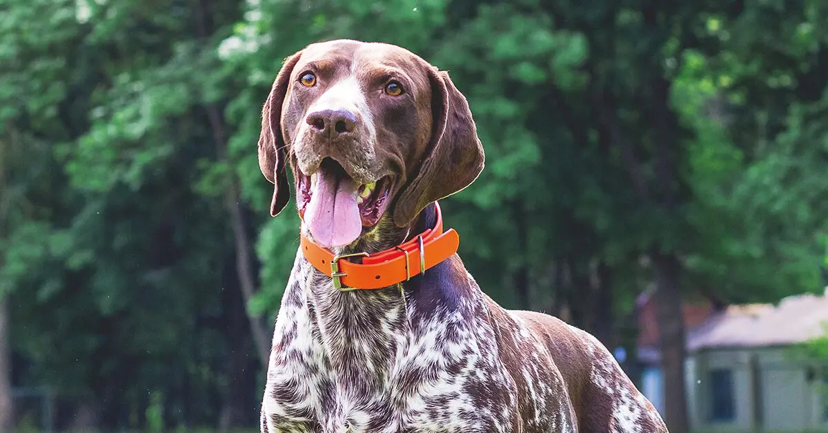 English store shorthaired pointer