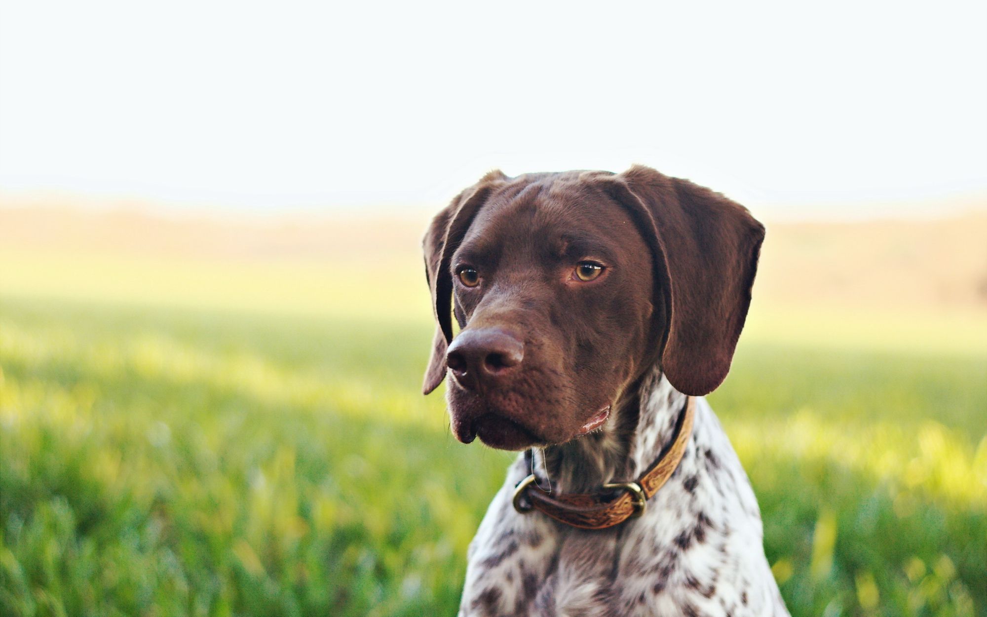 Vizsla and german shorthaired hot sale pointer