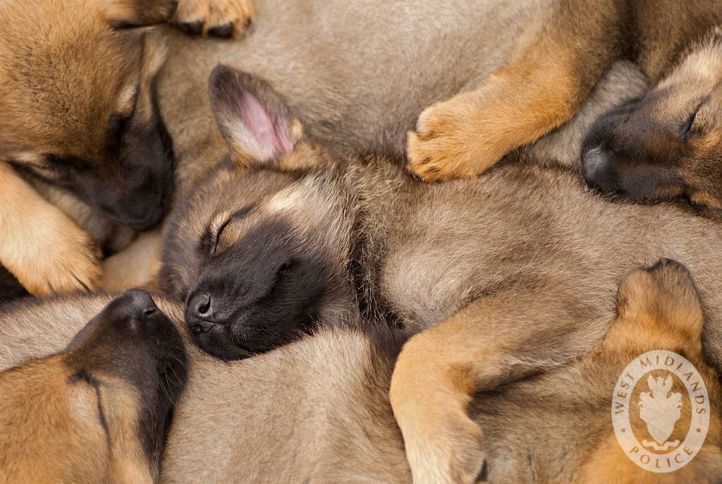 how many puppies can a german shepherd have