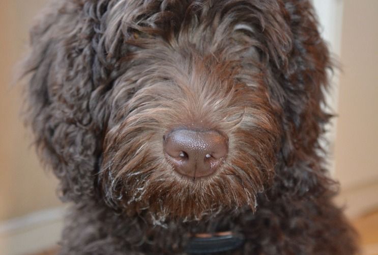 are labradoodle good family dogs