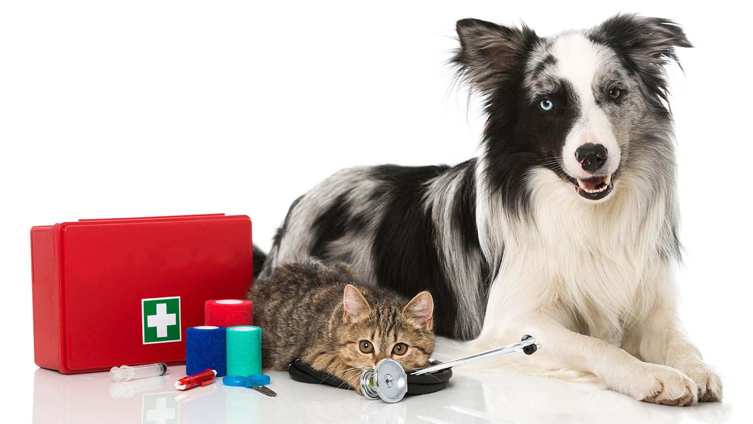 Create a Dog First Aid Kit