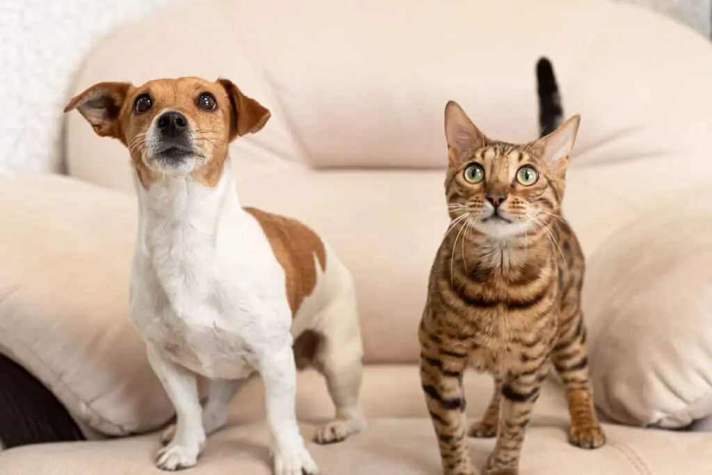 Are Jack Russell Terriers Good with Cats